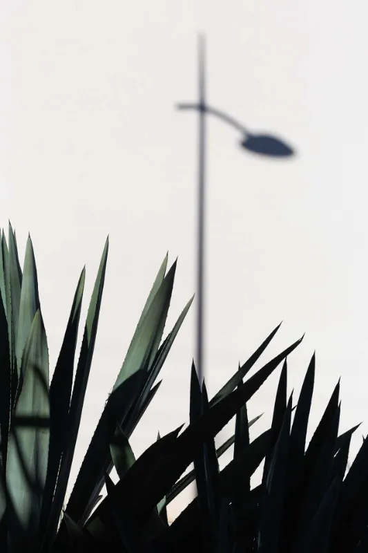 Buy minimalistic photo agave shadow lamppost La Ciotat Côte d'Azur France